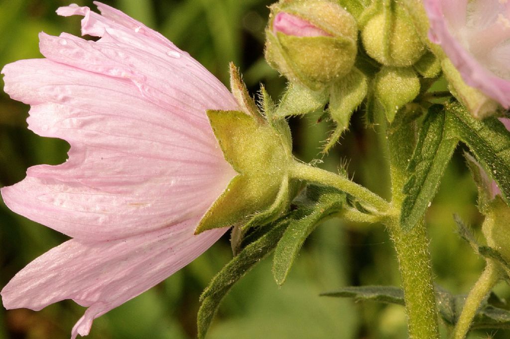 Malva alcea